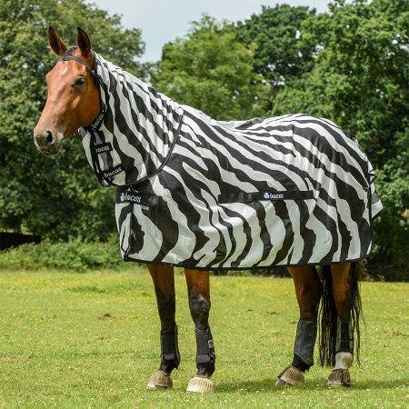 buzz-off-zebra-7459_900_939975434